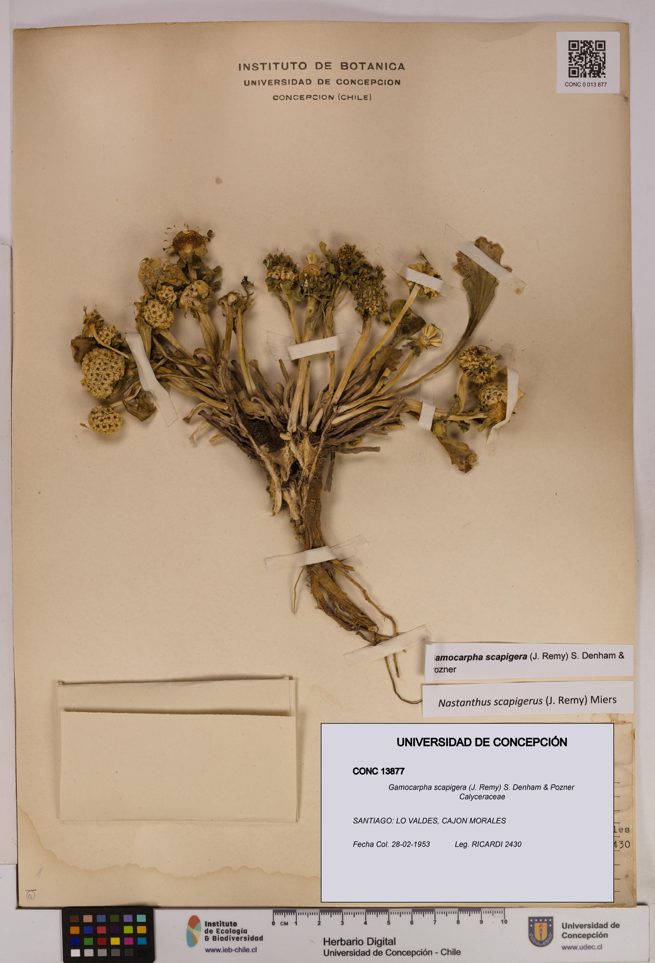 Gamocarpha scapigera [Espécimen: UDEC:CONC:0013877]