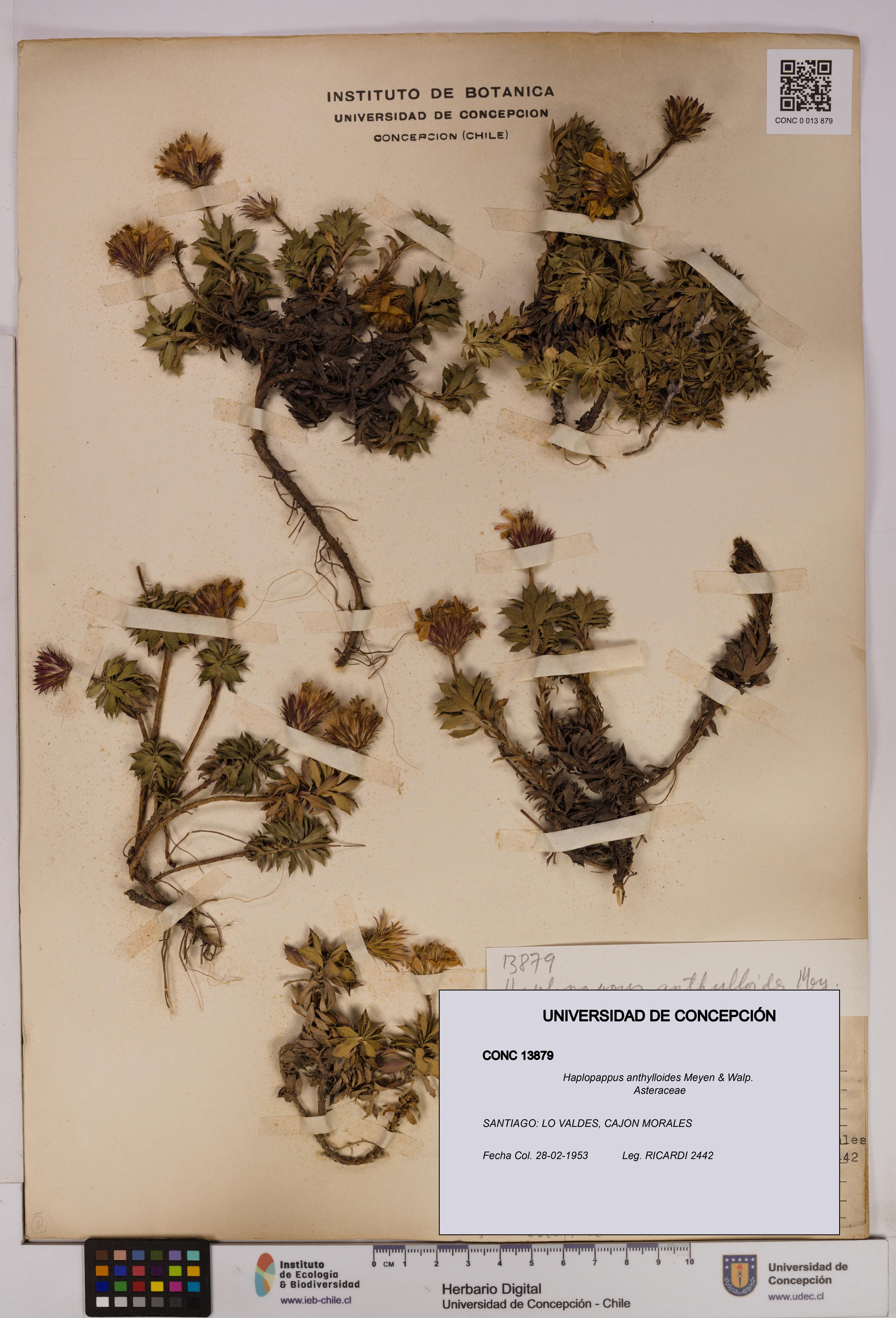 Haplopappus anthylloides [Espécimen: UDEC:CONC:0013879]