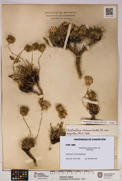 Chaetanthera chilensis [Espécimen: UDEC:CONC:0013880]