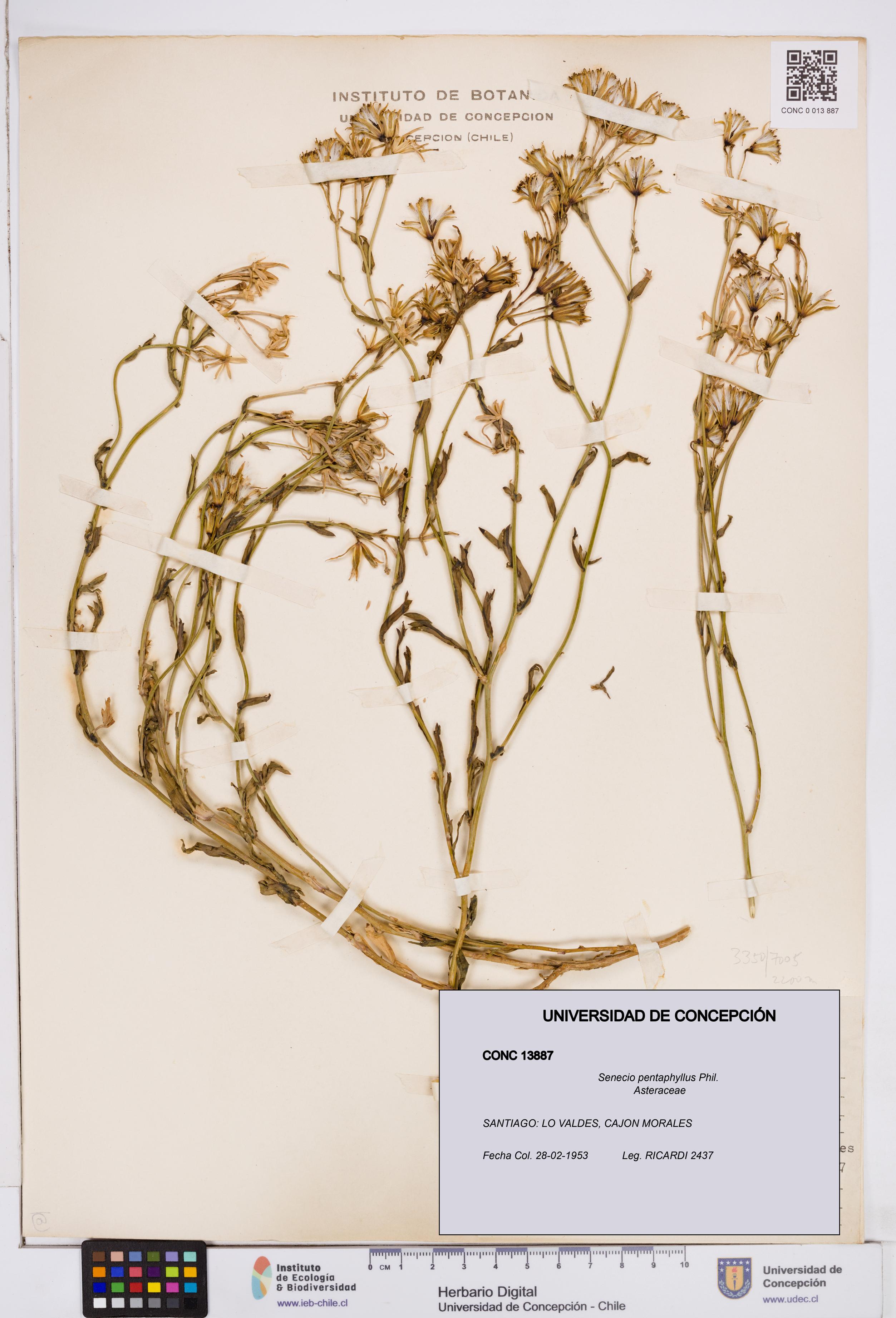 Senecio pentaphyllus [Espécimen: ]