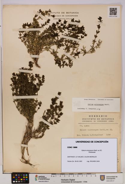 Galium eriocarpum [Espécimen: UDEC:CONC:0013888]