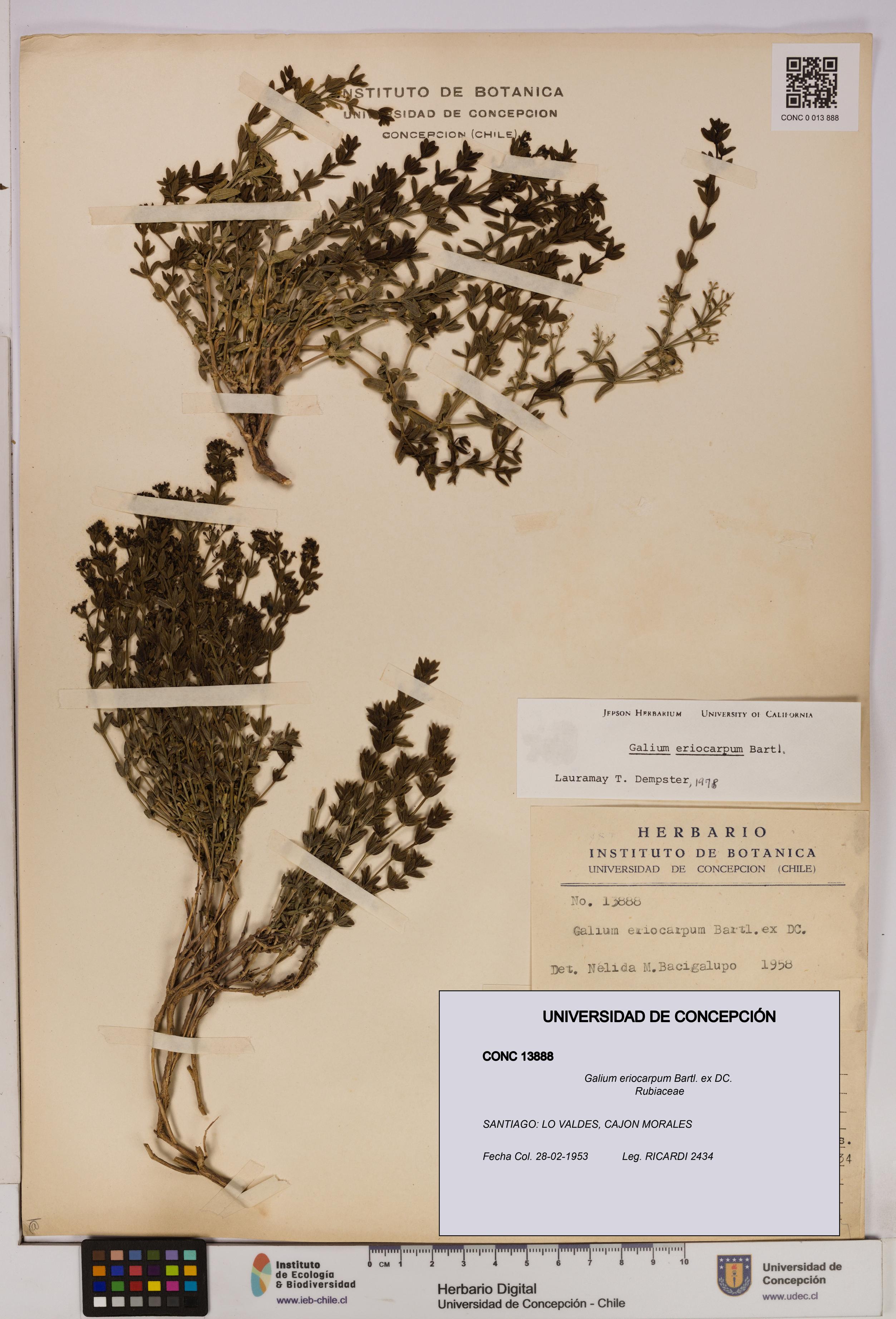 Galium eriocarpum [Espécimen: UDEC:CONC:0013888]