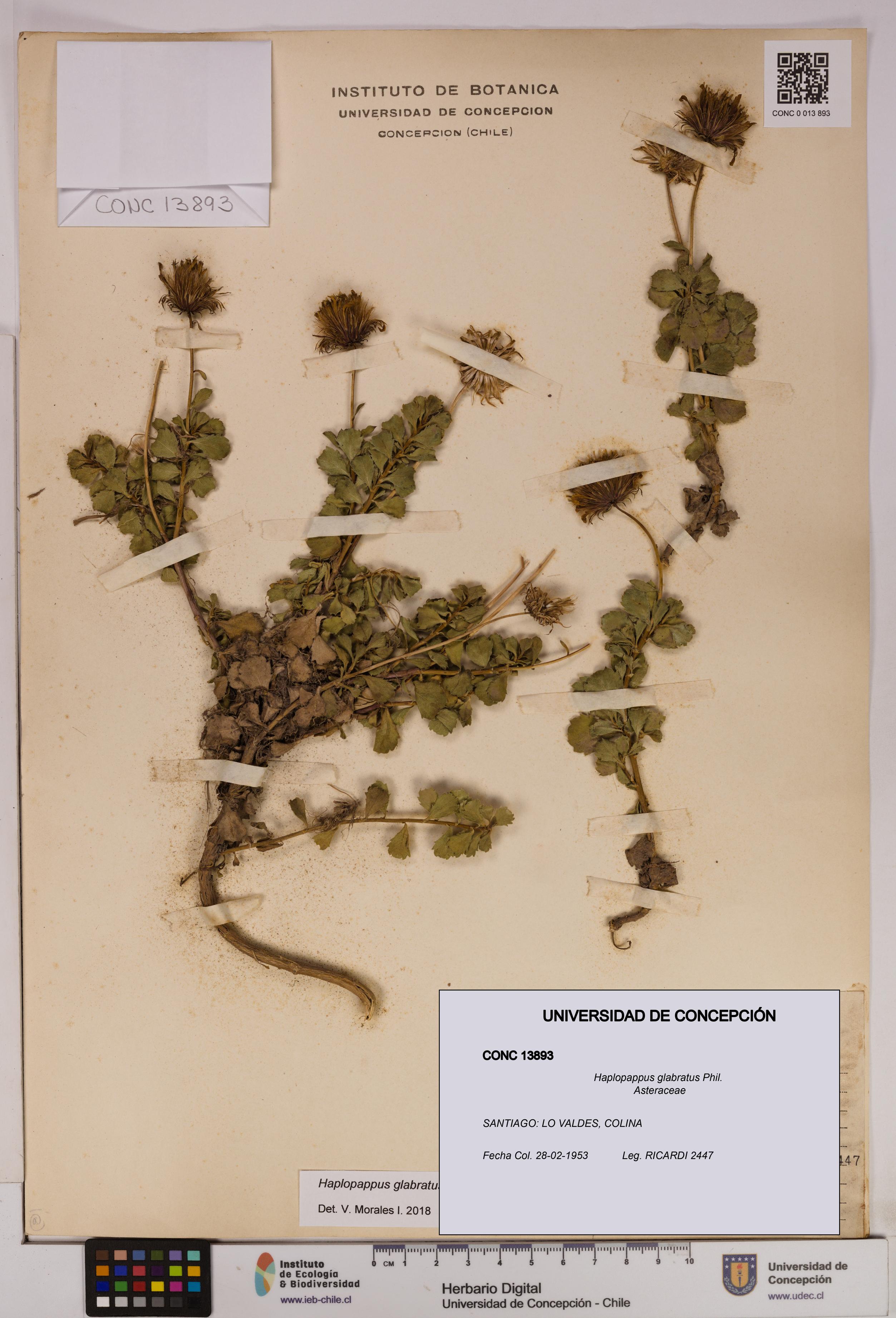 Haplopappus glabratus [Espécimen: UDEC:CONC:0013893]