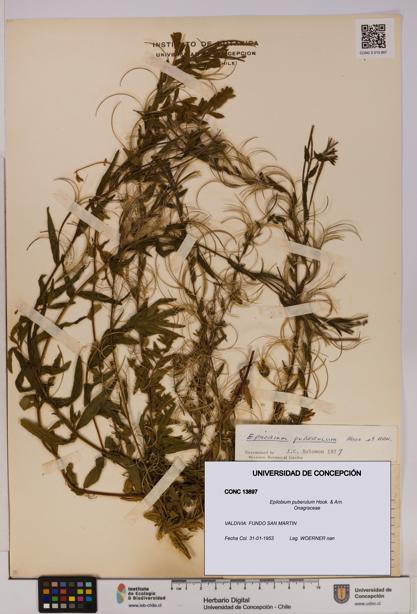 Epilobium puberulum [Espécimen: UDEC:CONC:0013897]