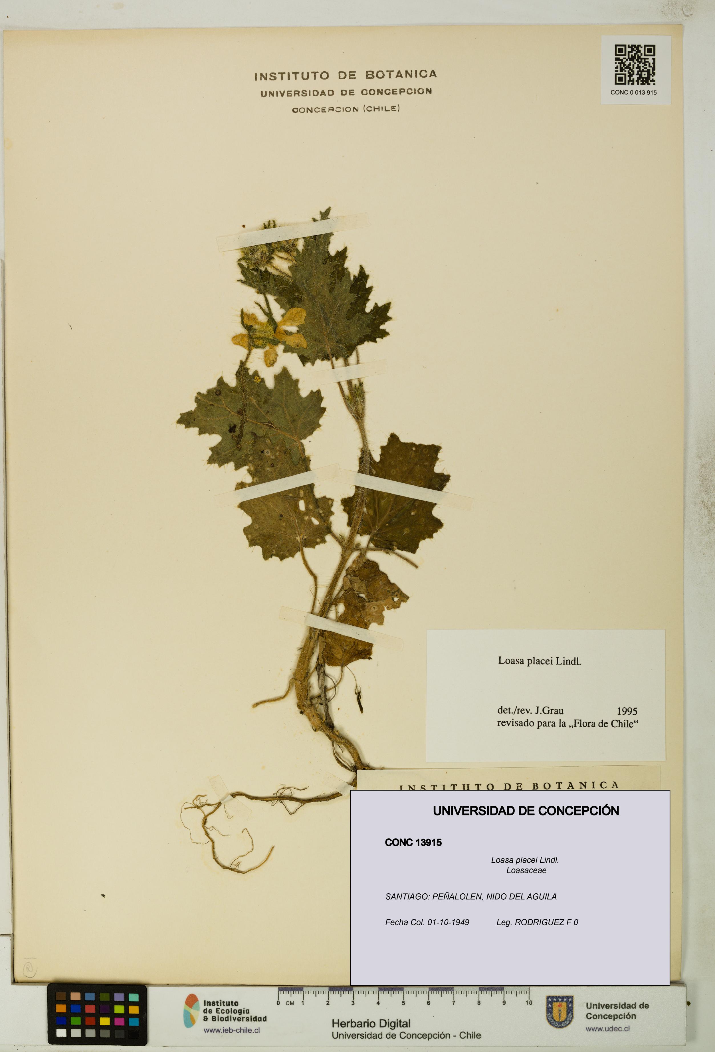 Loasa placei [Espécimen: UDEC:CONC:0013915]