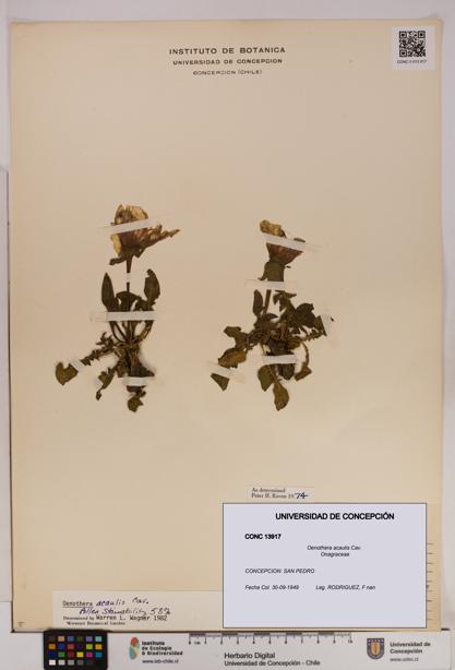 Oenothera acaulis [Espécimen: UDEC:CONC:0013917]