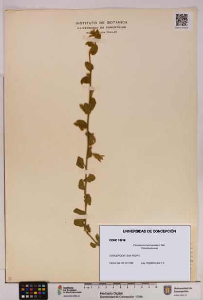Convolvulus hermanniae [Espécimen: UDEC:CONC:0013918]