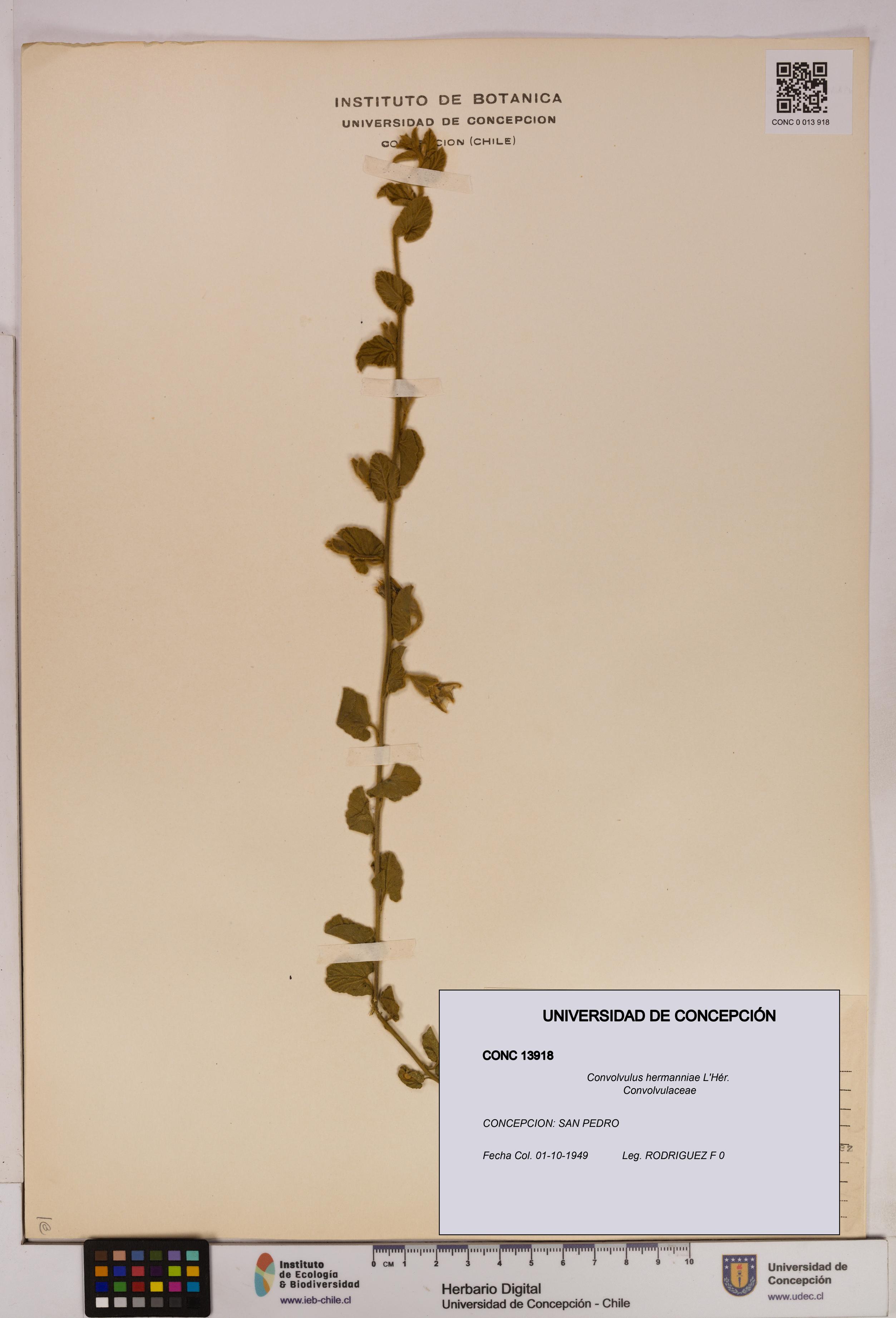 Convolvulus hermanniae [Espécimen: UDEC:CONC:0013918]