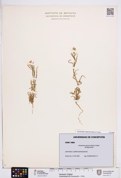 Amsinckia calycina [Espécimen: ]