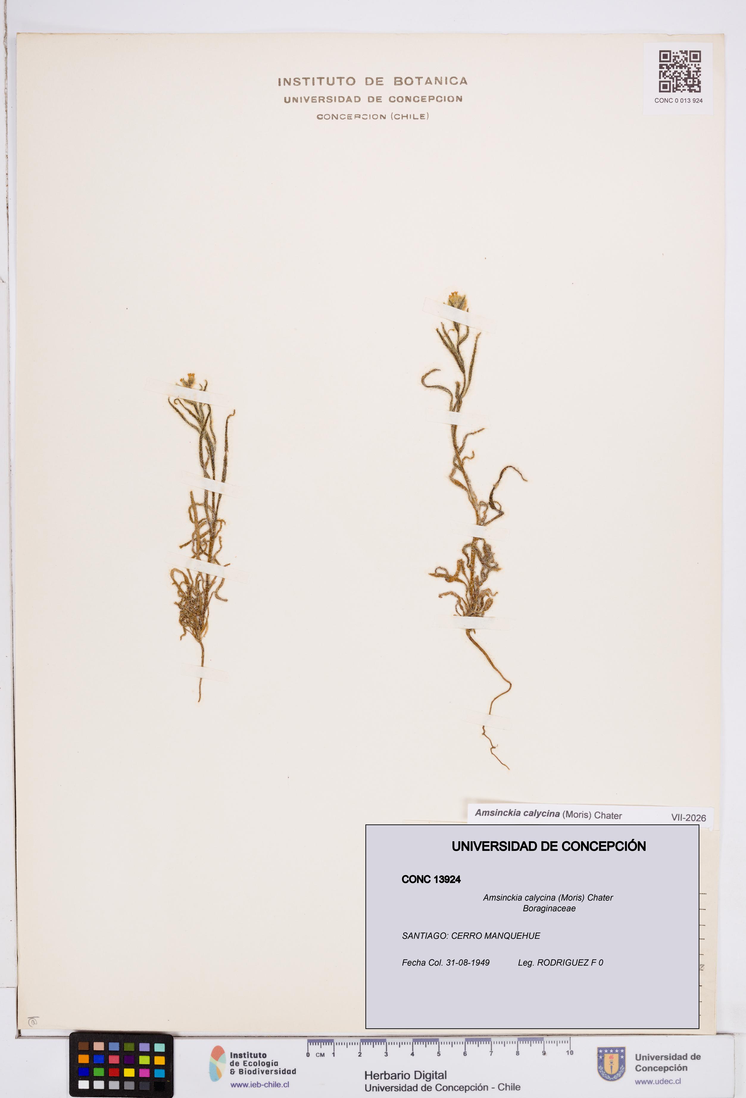 Amsinckia calycina [Espécimen: ]