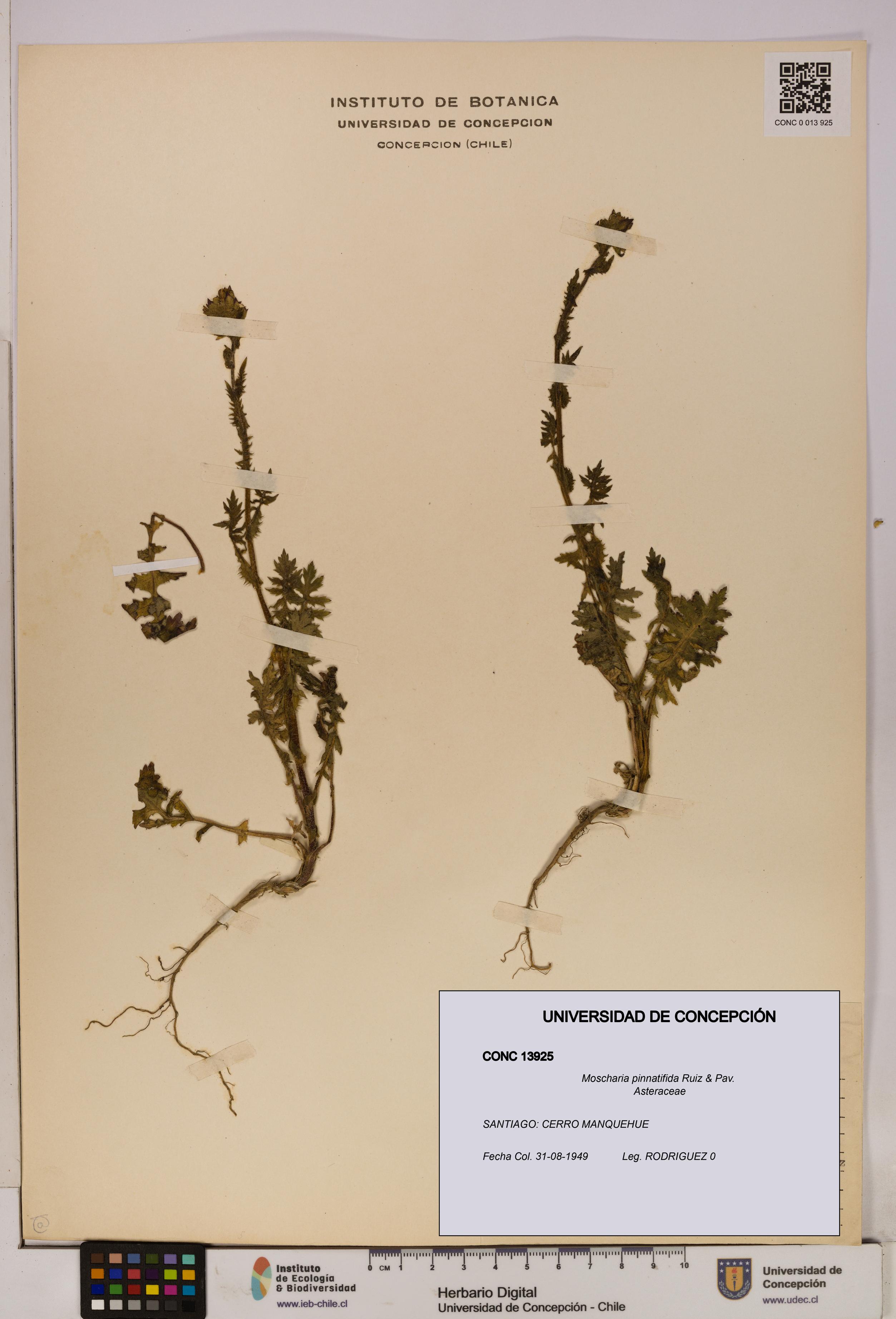 Moscharia pinnatifida [Espécimen: UDEC:CONC:0013925]