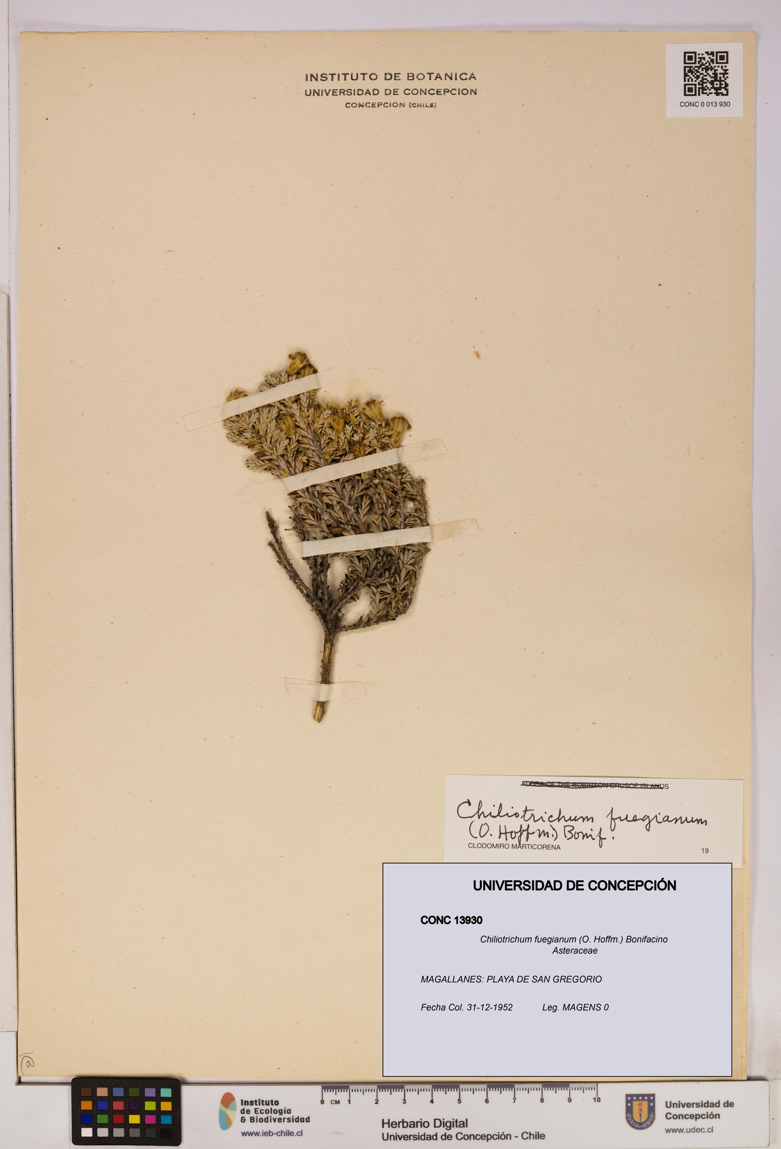 Chiliotrichum fuegianum [Espécimen: UDEC:CONC:0013930]