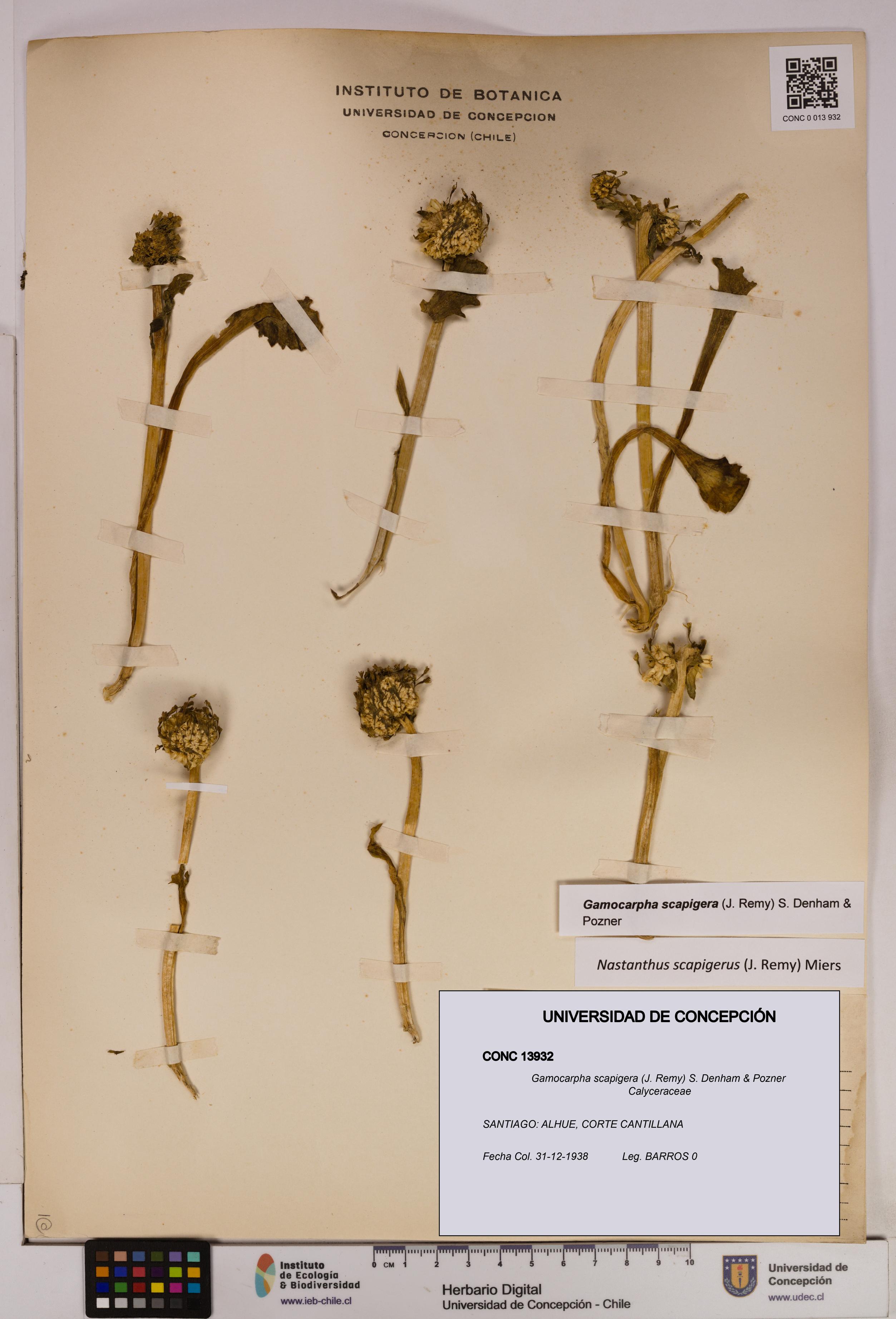 Gamocarpha scapigera [Espécimen: UDEC:CONC:0013932]