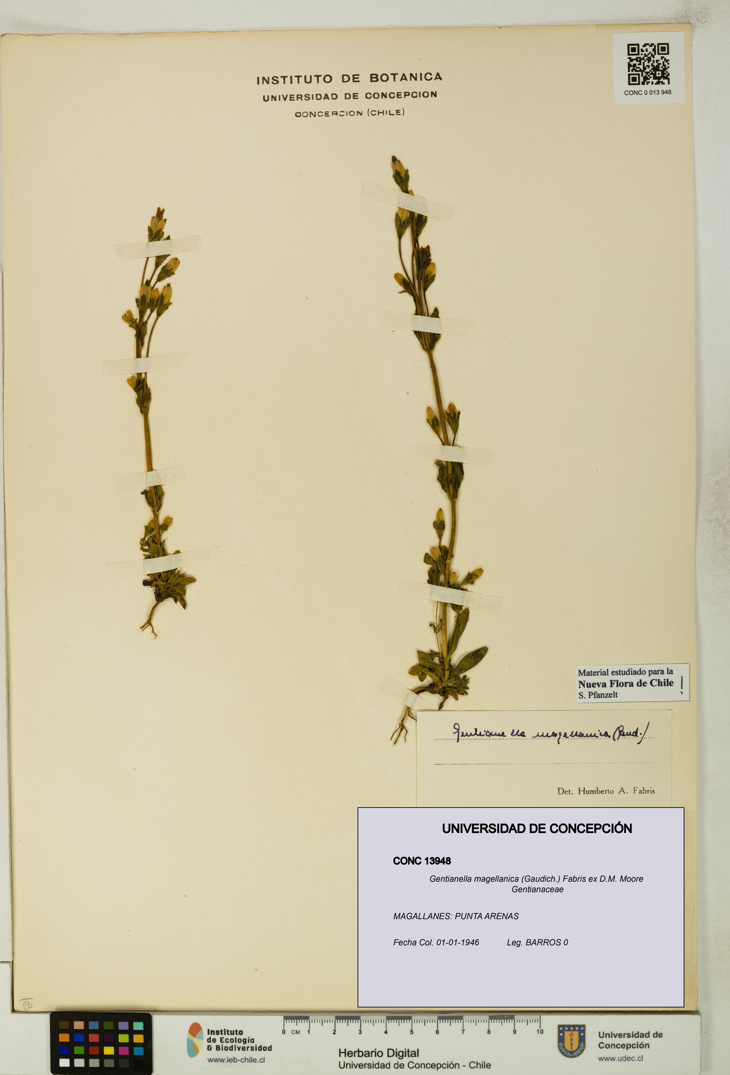 Gentianella magellanica [Espécimen: UDEC:CONC:0013948]