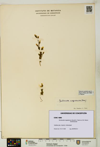 Gentianella magellanica [Espécimen: UDEC:CONC:0013950]