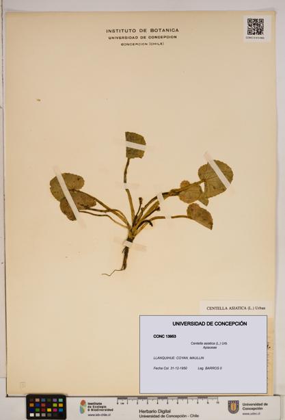 Centella asiatica [Espécimen: ]
