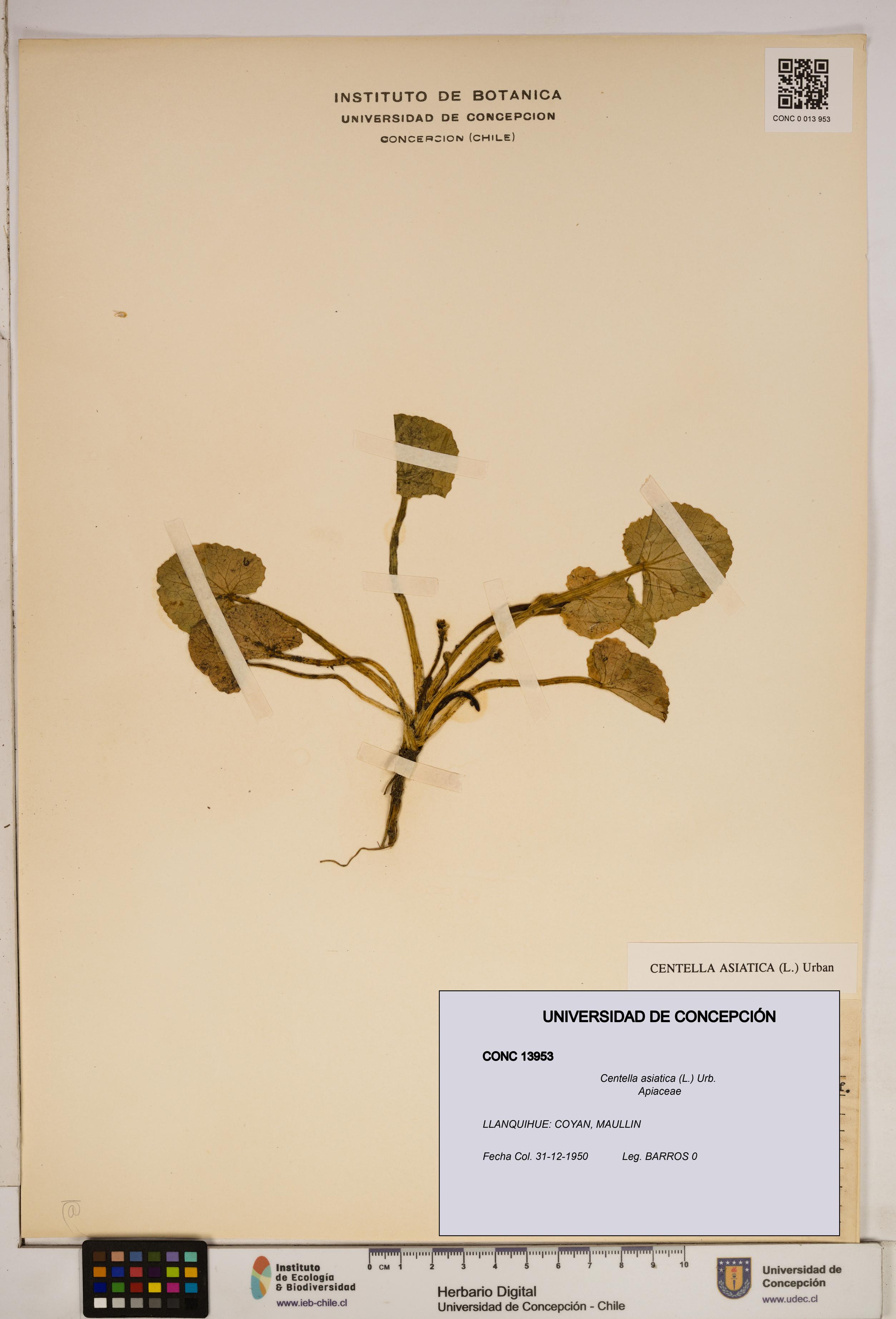 Centella asiatica [Espécimen: ]