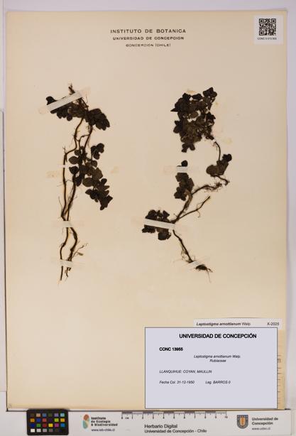 Leptostigma arnottianum [Espécimen: UDEC:CONC:0013955]
