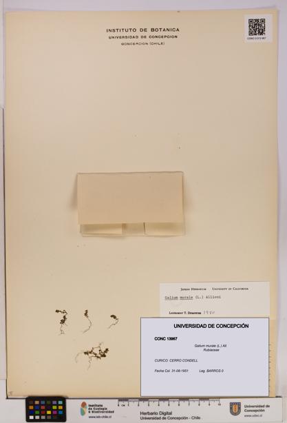 Galium murale [Espécimen: UDEC:CONC:0013967]