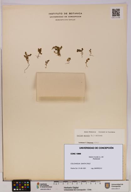 Galium murale [Espécimen: UDEC:CONC:0013968]
