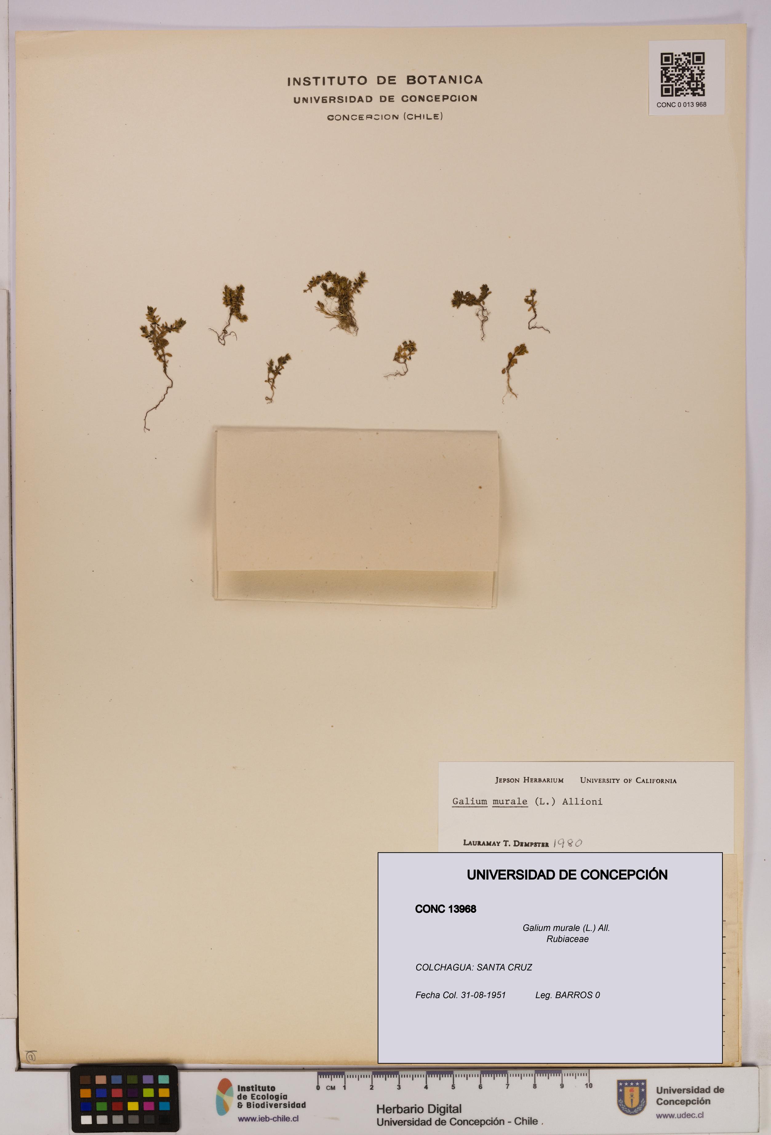 Galium murale [Espécimen: UDEC:CONC:0013968]