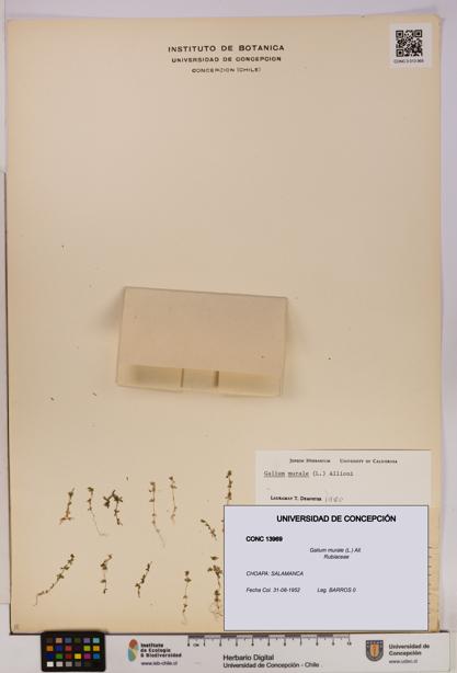 Galium murale [Espécimen: UDEC:CONC:0013969]