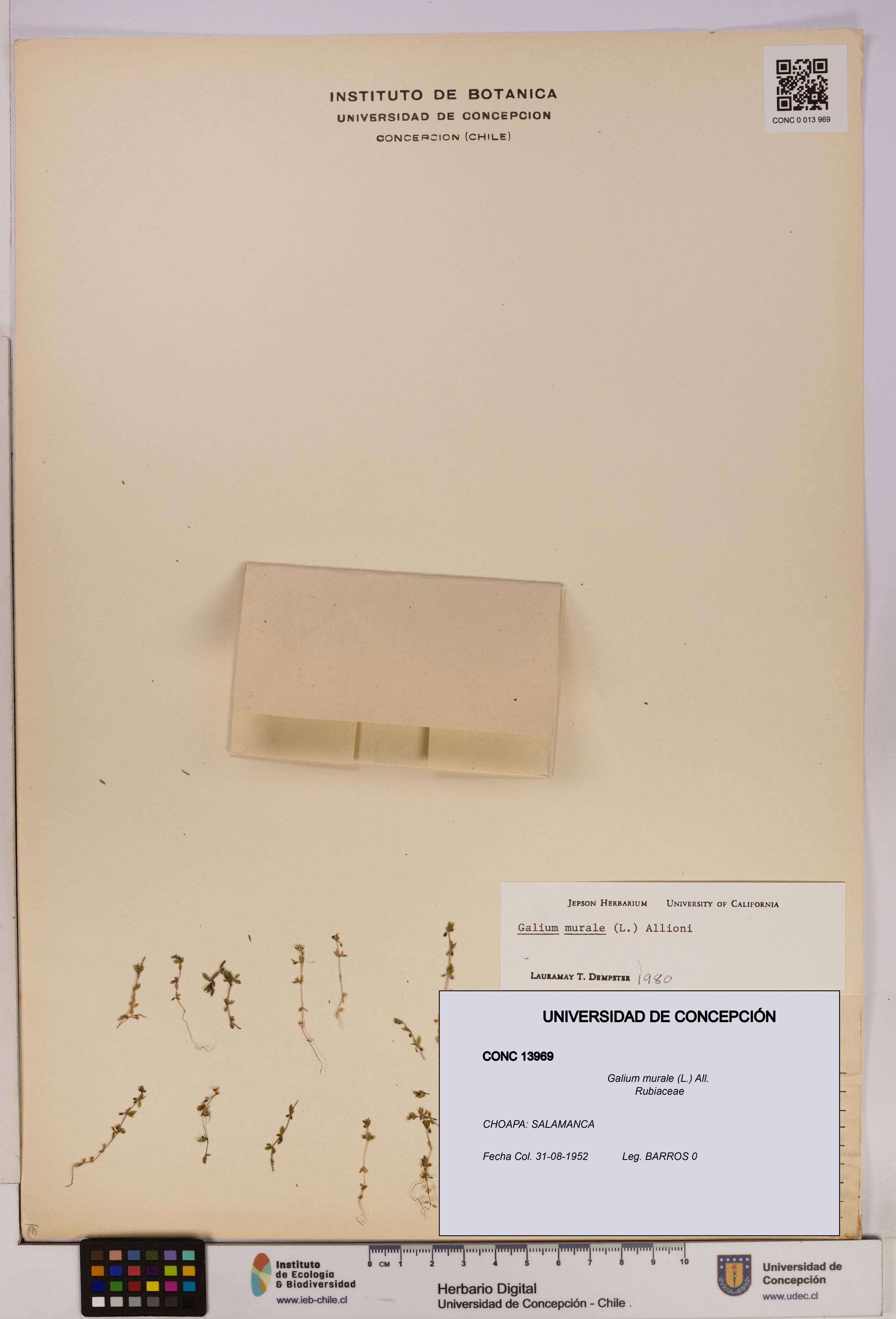 Galium murale [Espécimen: UDEC:CONC:0013969]