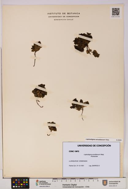 Leptostigma arnottianum [Espécimen: UDEC:CONC:0013972]