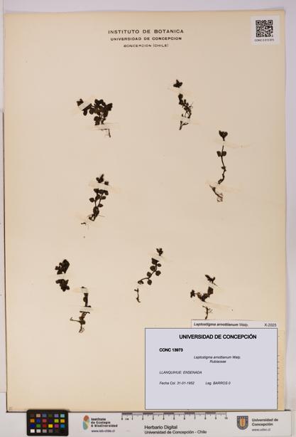 Leptostigma arnottianum [Espécimen: UDEC:CONC:0013973]