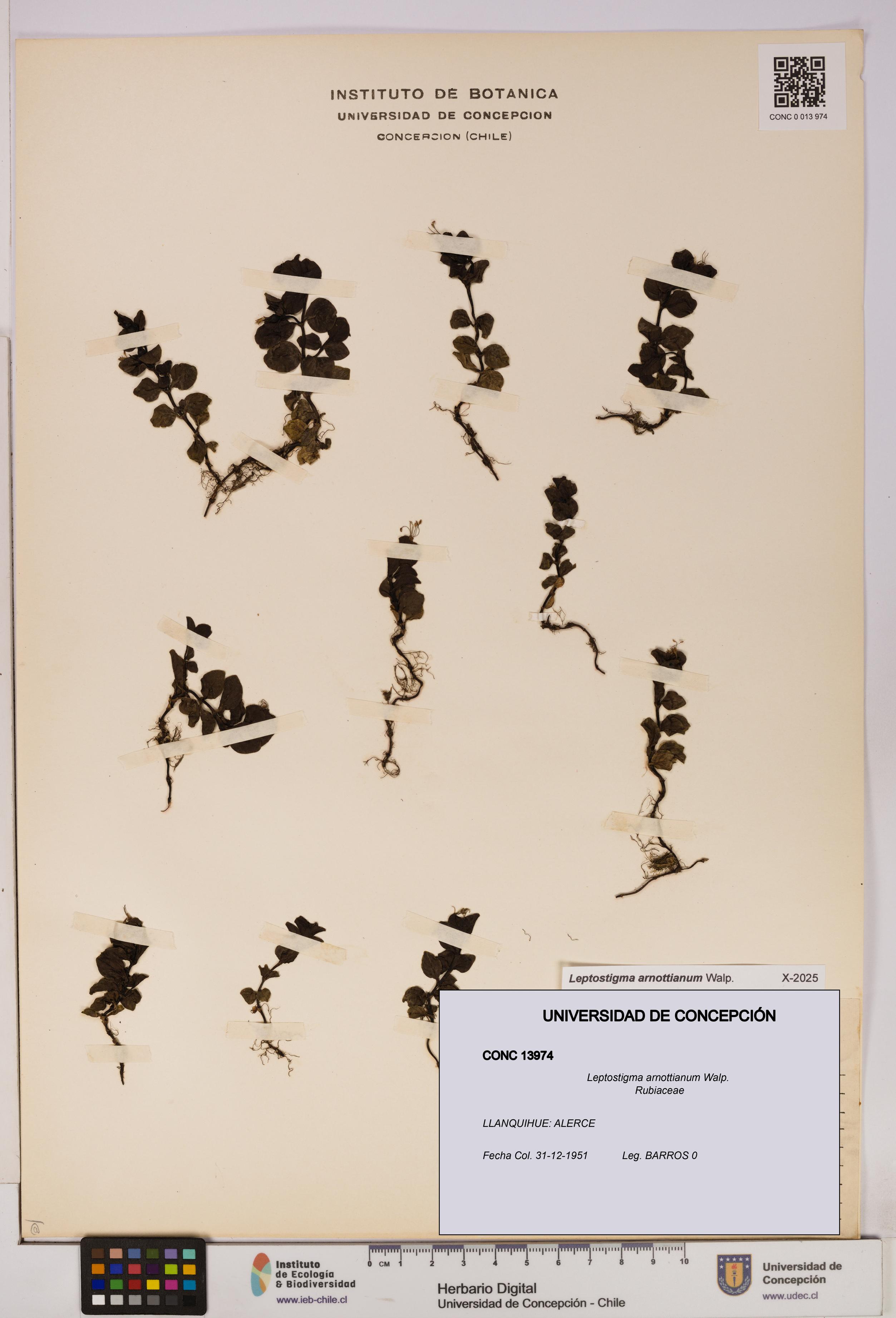 Leptostigma arnottianum [Espécimen: UDEC:CONC:0013974]