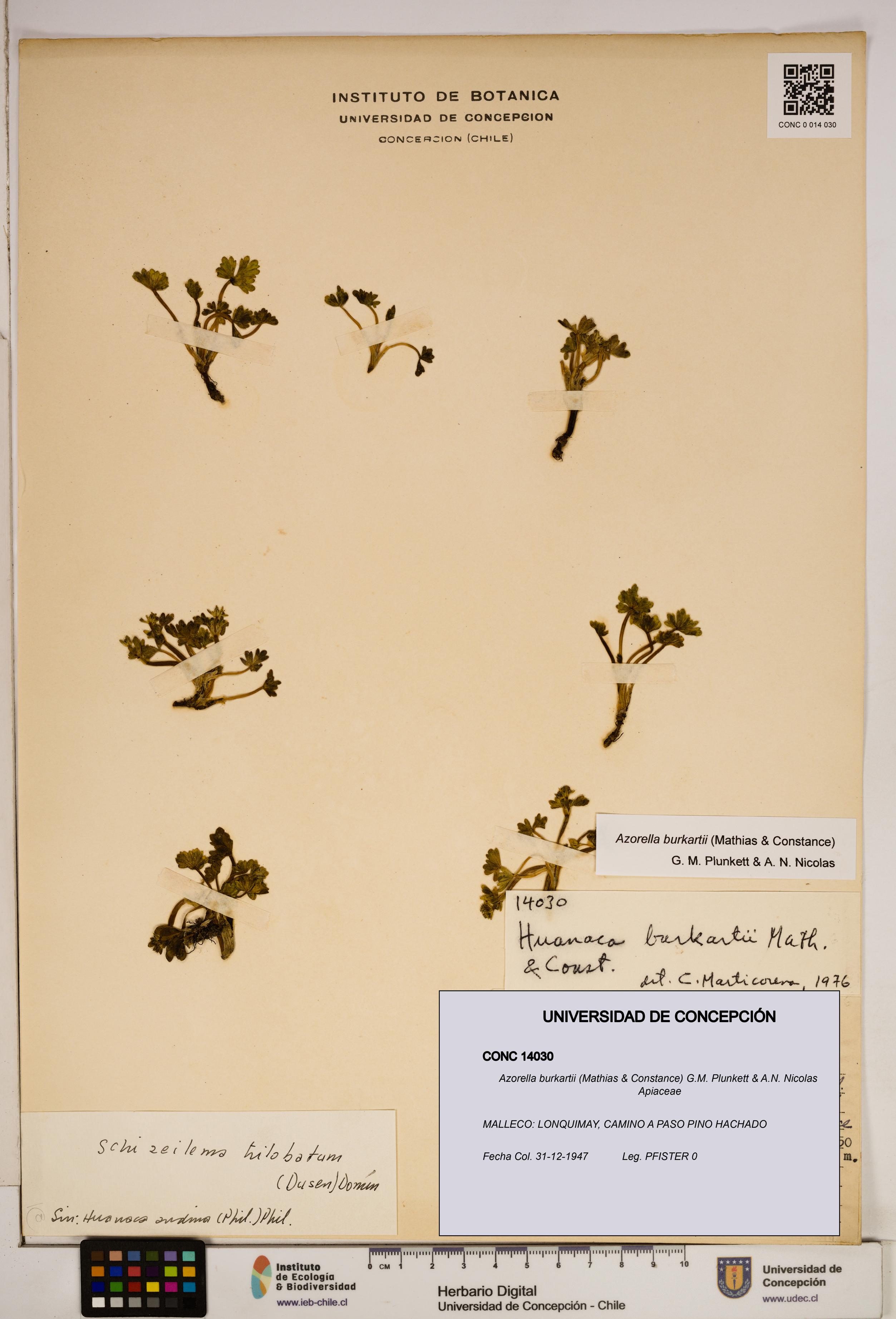 Azorella burkartii [Espécimen: ]