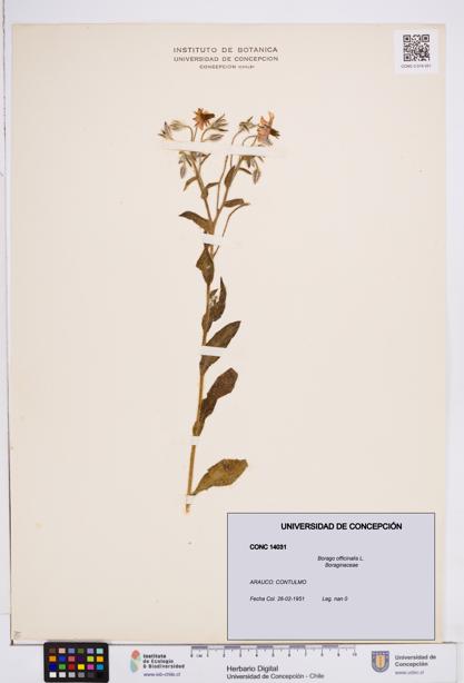 Borago officinalis [Espécimen: ]