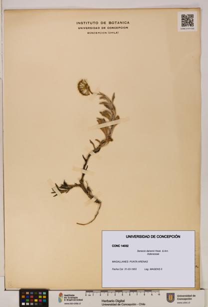 Senecio darwinii [Espécimen: UDEC:CONC:0014032]