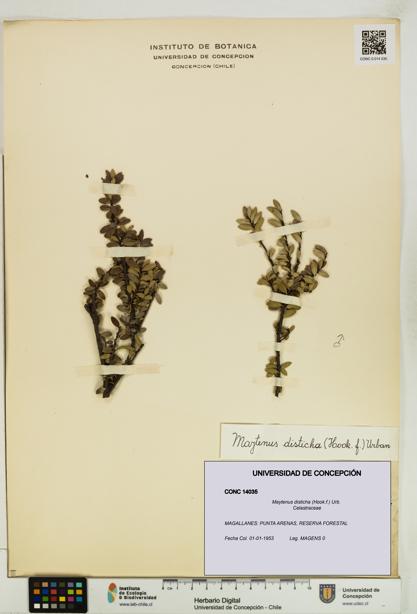 Maytenus disticha [Espécimen: UDEC:CONC:0014035]