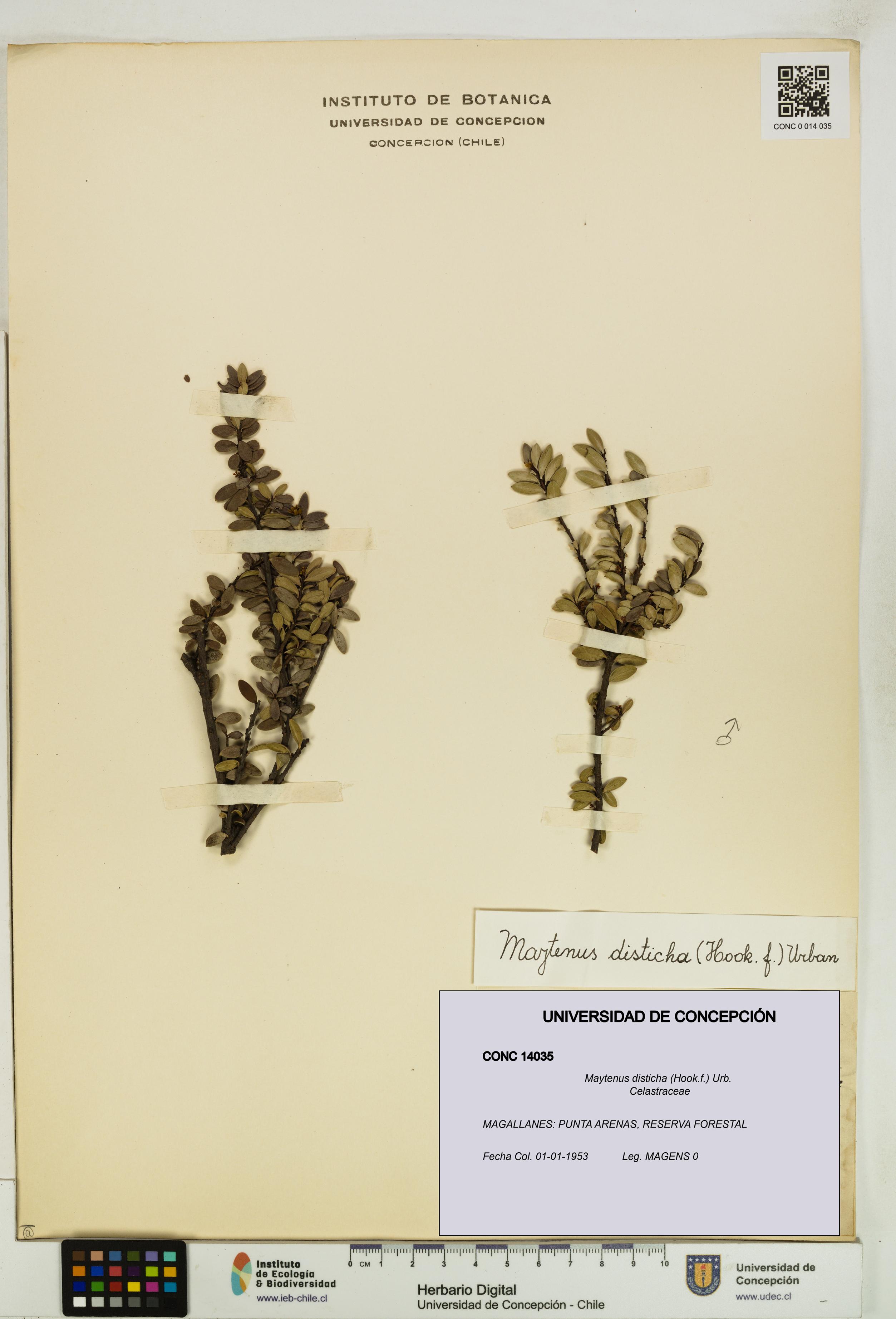 Maytenus disticha [Espécimen: UDEC:CONC:0014035]