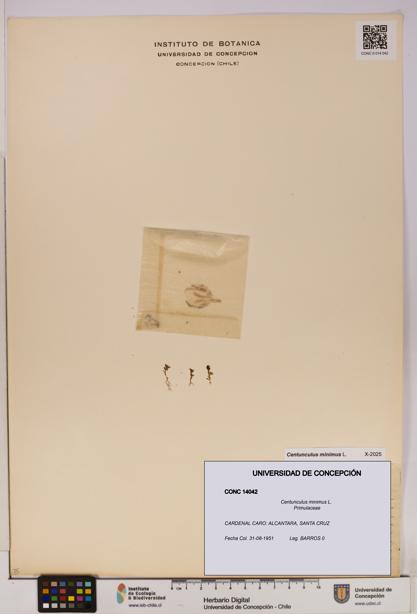 Centunculus minimus [Espécimen: UDEC:CONC:0014042]