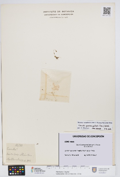 Cicendia quadrangularis [Espécimen: UDEC:CONC:0014048]