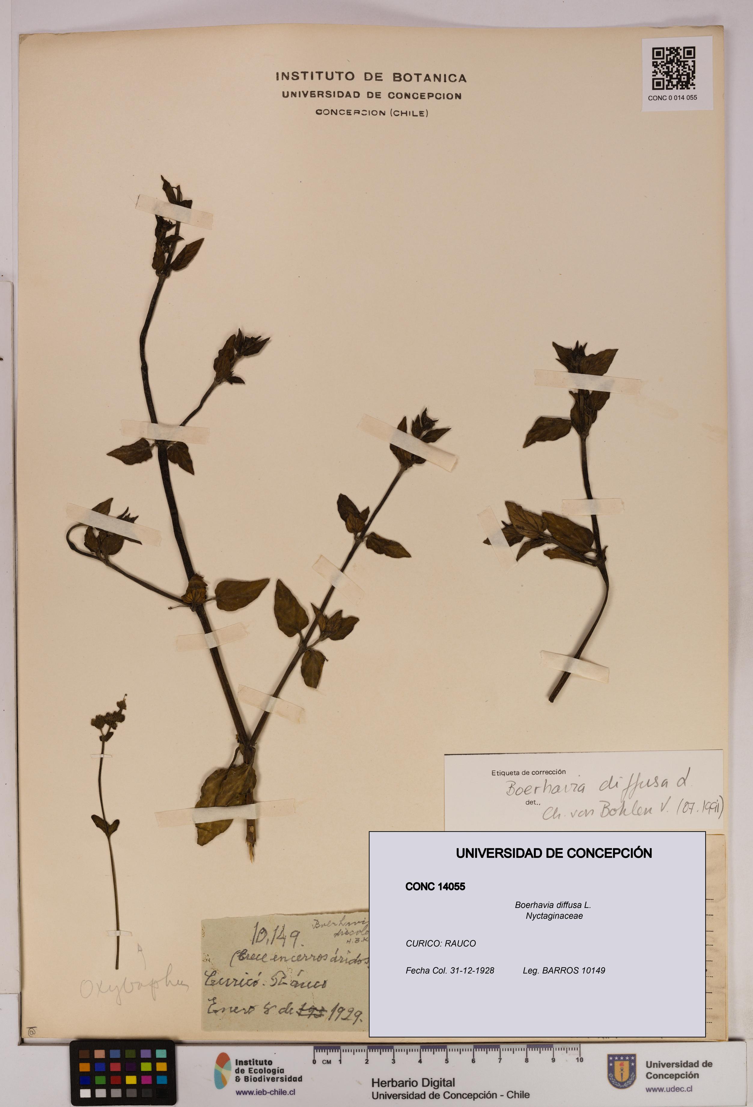 Boerhavia diffusa [Espécimen: UDEC:CONC:0014055]