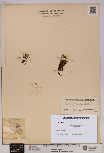 Elatine triandra [Espécimen: UDEC:CONC:0014061]