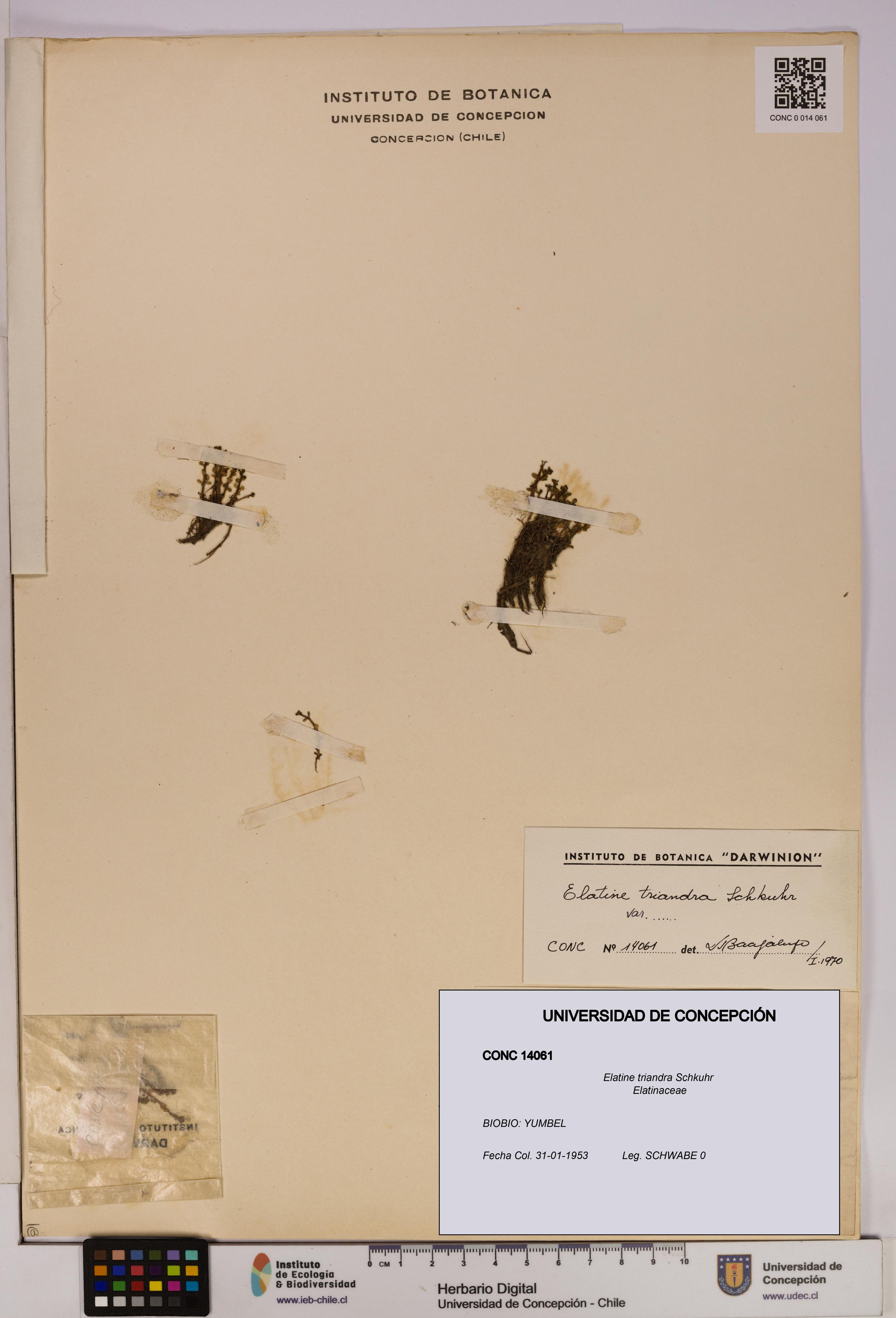 Elatine triandra [Espécimen: UDEC:CONC:0014061]