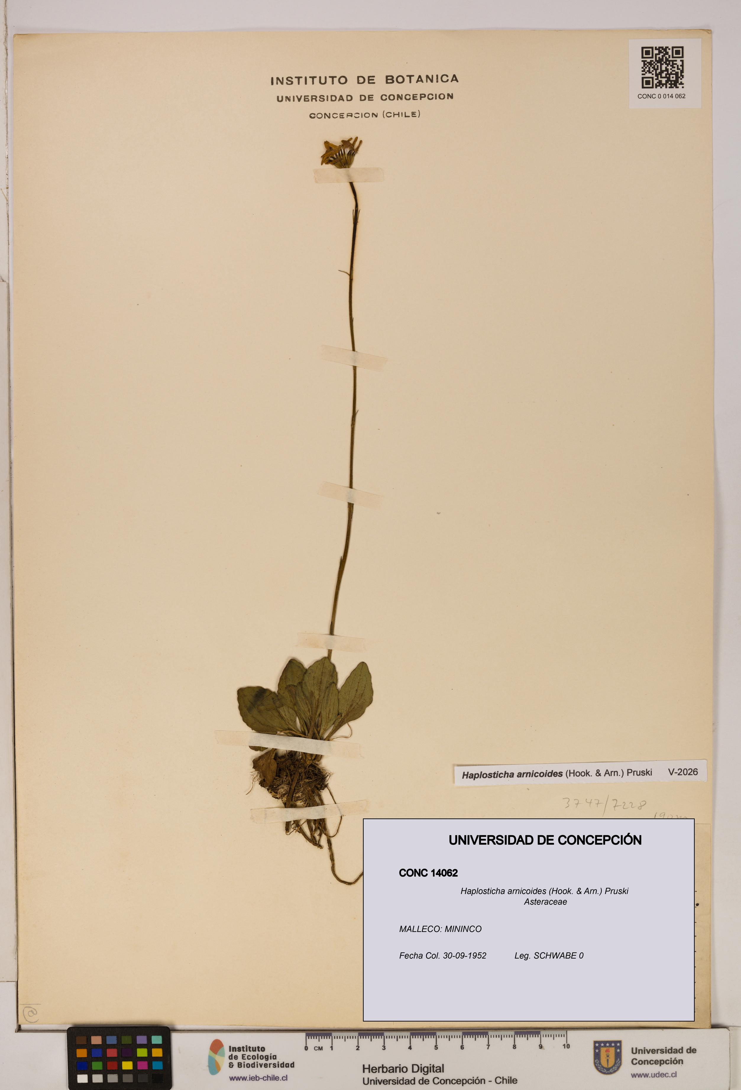 Haplosticha arnicoides [Espécimen: UDEC:CONC:0014062]