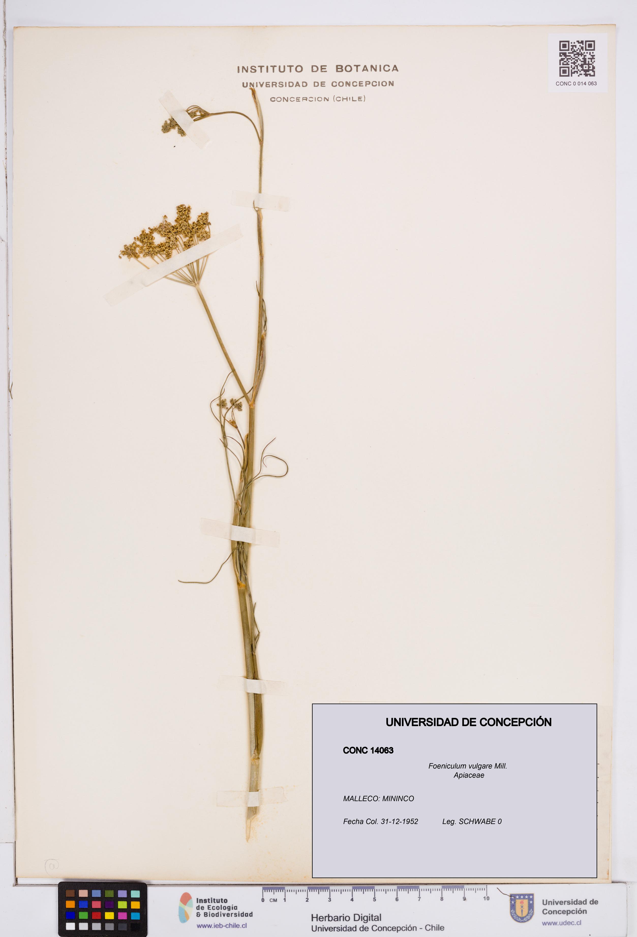 Foeniculum vulgare [Espécimen: ]