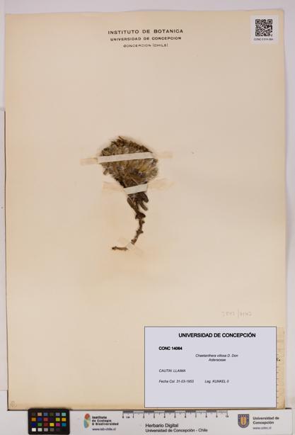 Chaetanthera villosa [Espécimen: UDEC:CONC:0014064]