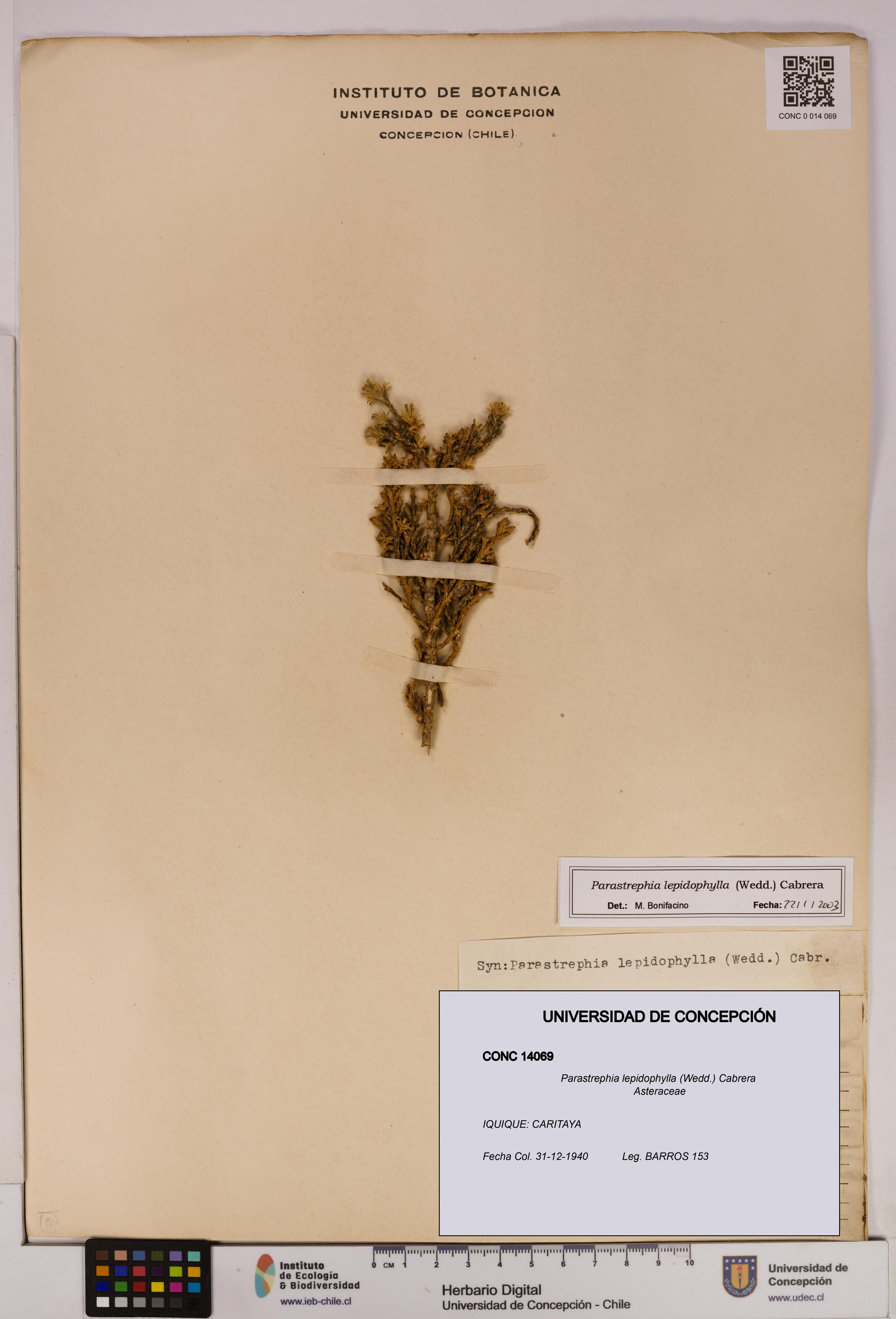 Parastrephia lepidophylla [Espécimen: UDEC:CONC:0014069]