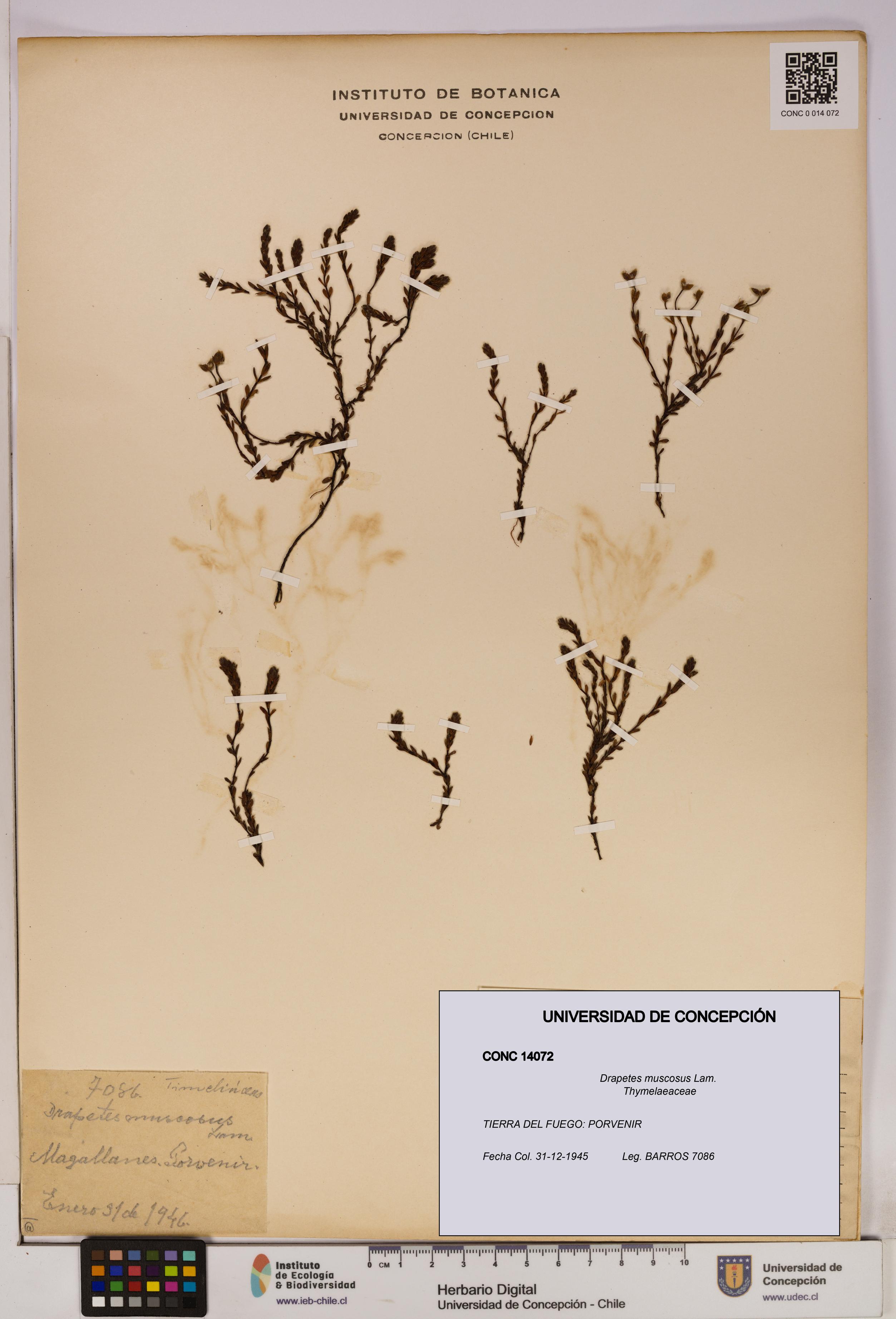 Drapetes muscosus [Espécimen: UDEC:CONC:0014072]