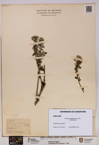 Krameria cistoidea [Espécimen: UDEC:CONC:0014076]