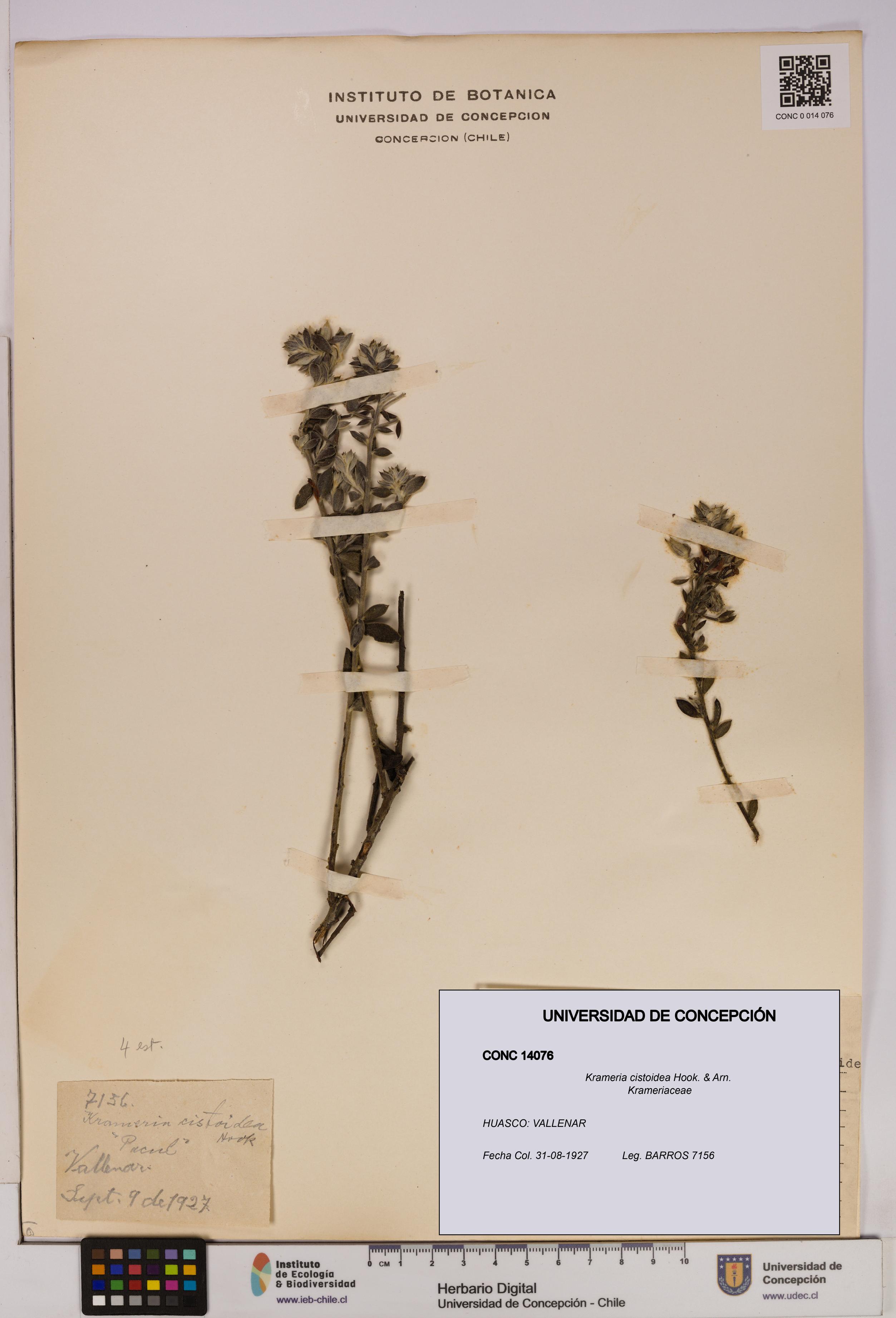 Krameria cistoidea [Espécimen: UDEC:CONC:0014076]