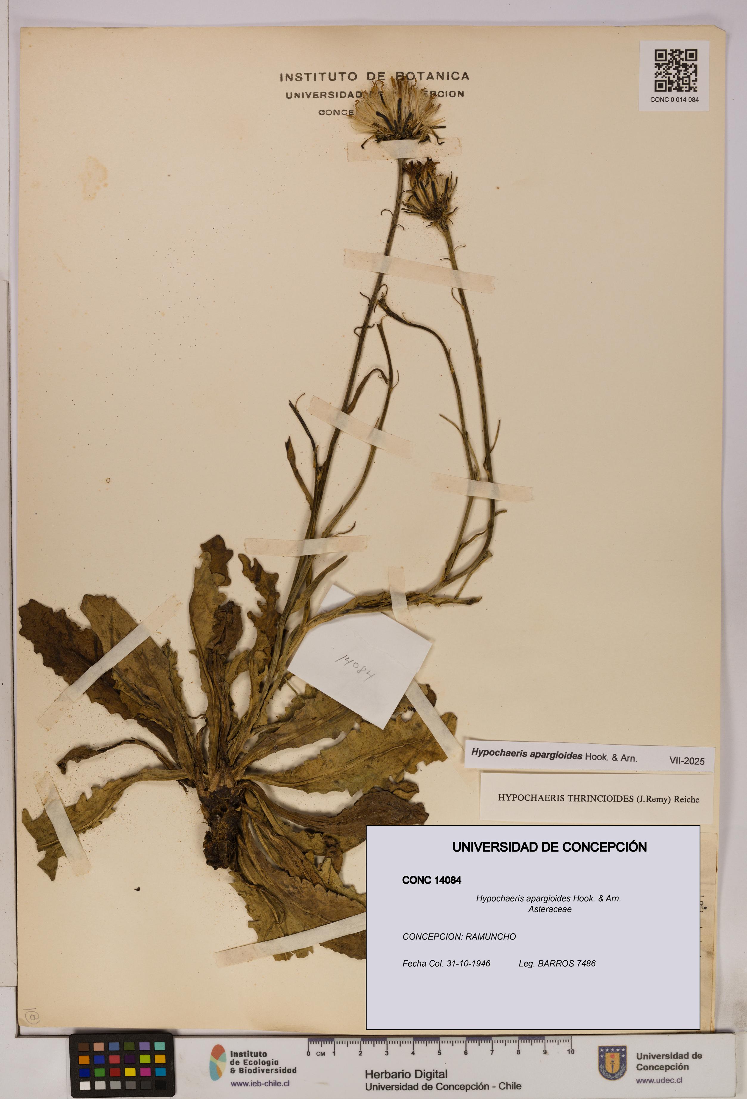 Hypochaeris apargioides [Espécimen: UDEC:CONC:0014084]