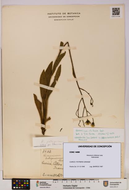 Hieracium chilense [Espécimen: UDEC:CONC:0014085]