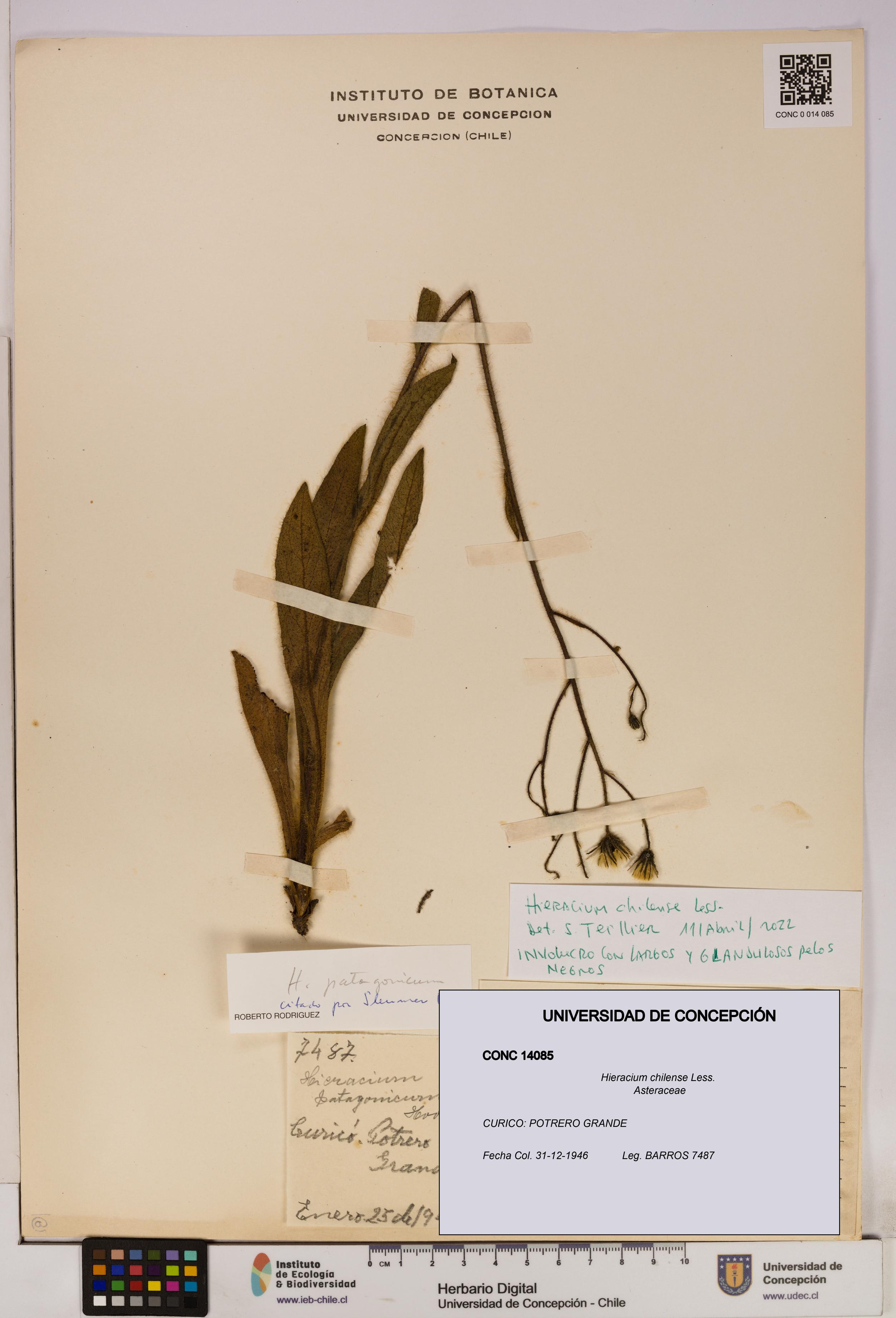 Hieracium chilense [Espécimen: UDEC:CONC:0014085]